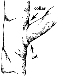 Fig. 4: Illustration of a branch collar and proper location for pruning cut. 